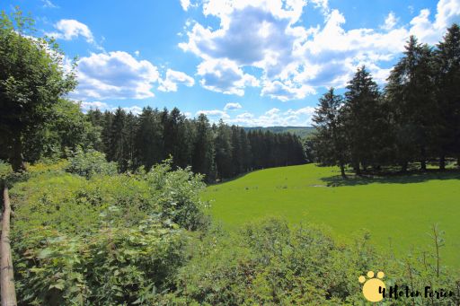daffodils-and-meadow-in-the-eifel-germany-PQZ2V5X-min