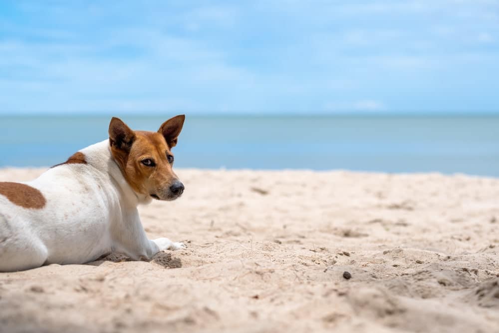 a-dog-lying-down-on-the-beach-by-the-sea-SUQH524-min