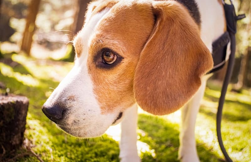 beagle-dog-in-sunny-forest-ZLBXW4R-min