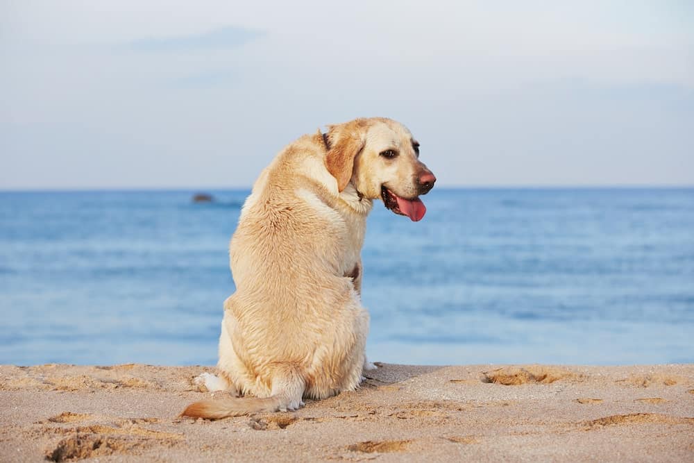 dog-and-sea-P8YA5HF-min
