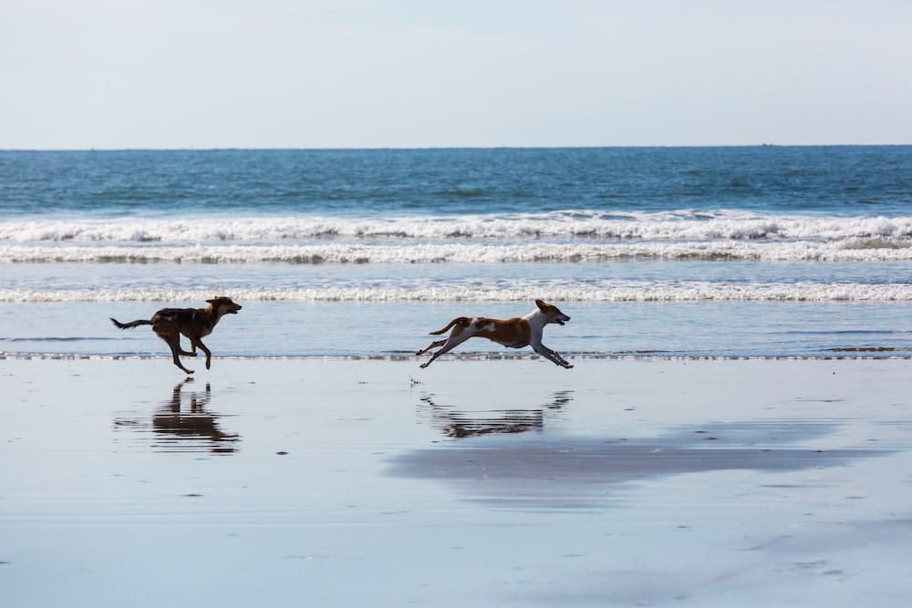 dog-on-the-beach-PBTJPKJ-min