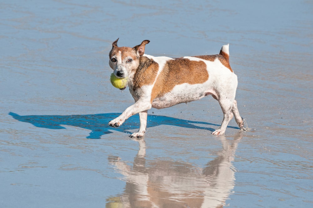 dog-playing-in-the-sea-at-abeach-in-hermanus-7R7MXUW-min
