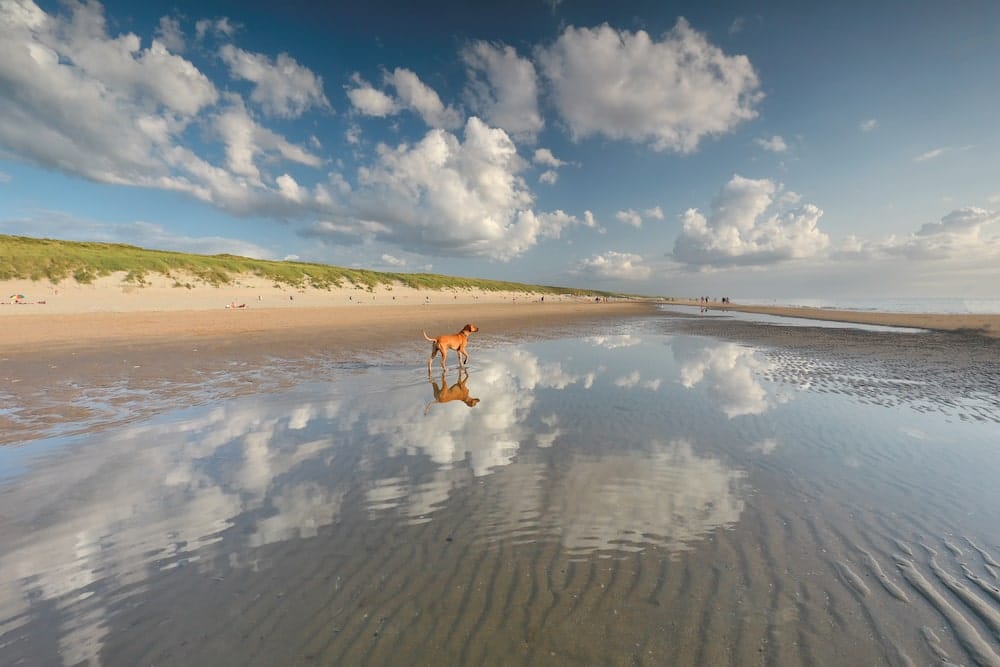 dog-standing-in-water-on-north-sea-beach-W8DNQYT-min