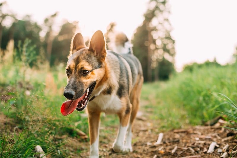 dog-walking-in-forest-road-in-summer-evening-426SJ5P-min
