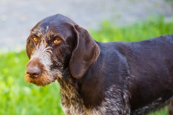german-wirehaired-pointer-PSPXT6K-min