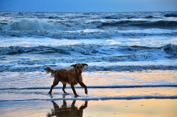 happy-dog-H5ZKSMV-min
