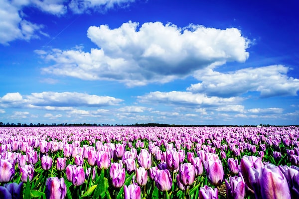 magnificent-field-of-tulips-in-holland-P5G6SSU-min