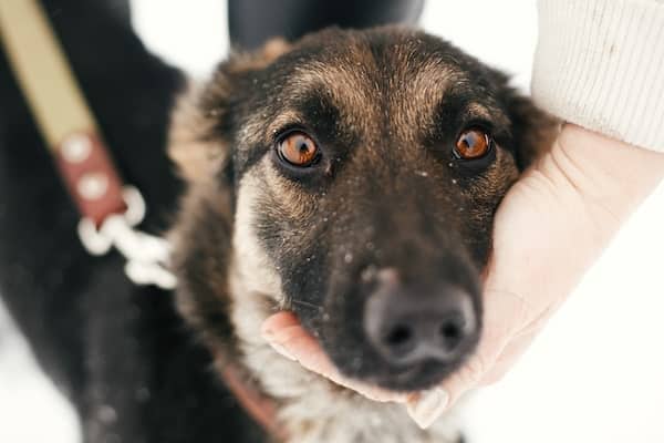 mixed-breed-german-shepherd-dog-on-a-walk-at-shelt-JXBT6HL-min