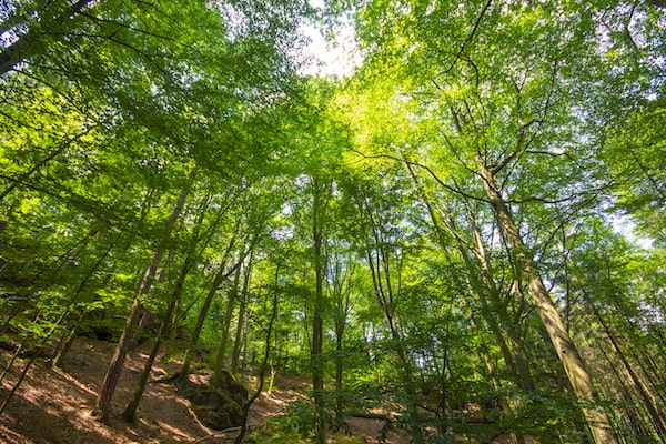 nature-view-of-saxon-switzerland-national-park-ger-QDJJ8W2-min