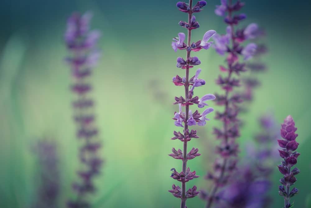 salvia-nemorosa-macro-bacground-sun-flare-added-PJ7EUGG-min