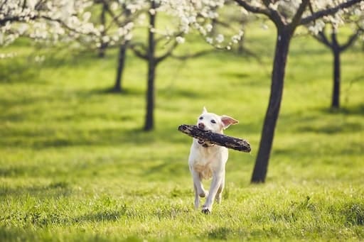 dog-is-in-spring-nature-2021-08-26-22-38-54-utc-min