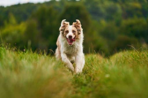 beautiful-dog-G98CLAF-min