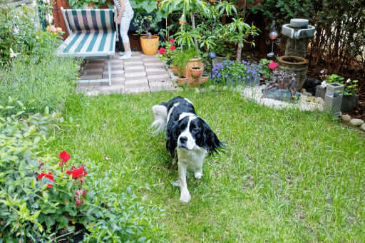 dog-with-his-dog-PG2KHWX-min
