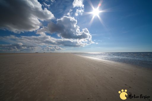 Design ohne Titel (1) Ferienhaus Sankt Peter Ording Hund
